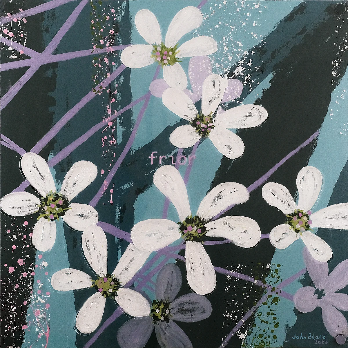 SAXIFRAGA COTYLEDON