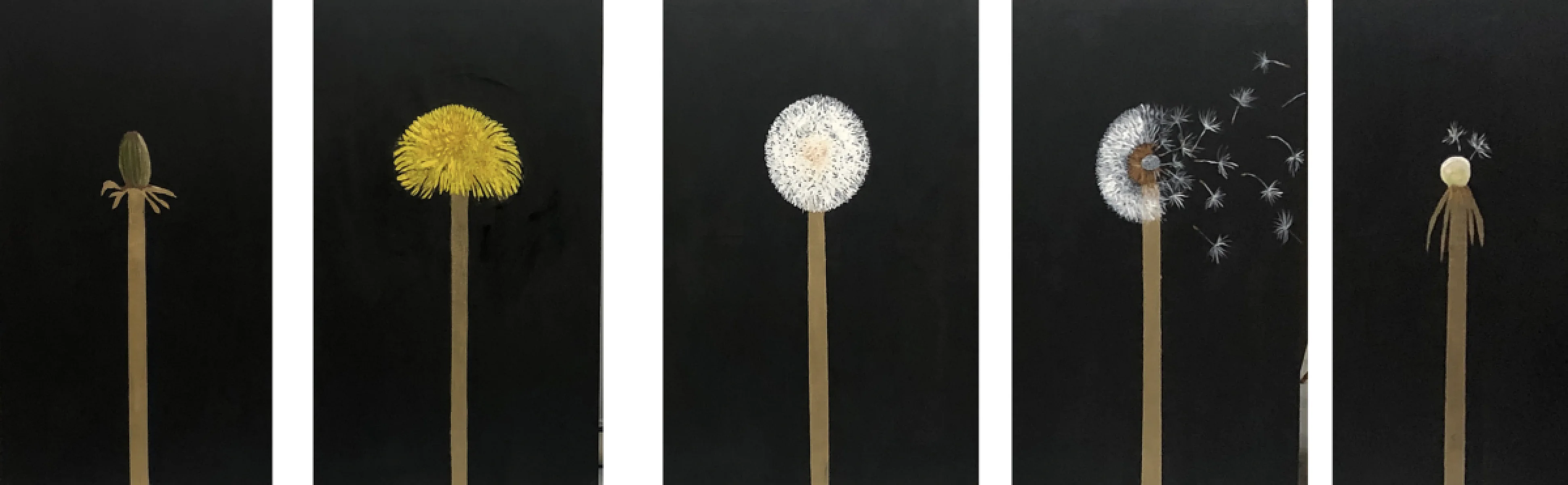 The Life of a Dandelion